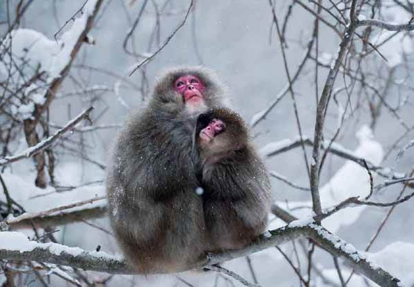 f:id:browncapuchin:20160731170310p:plain f:id:browncapuchin:20160731170310p:plain