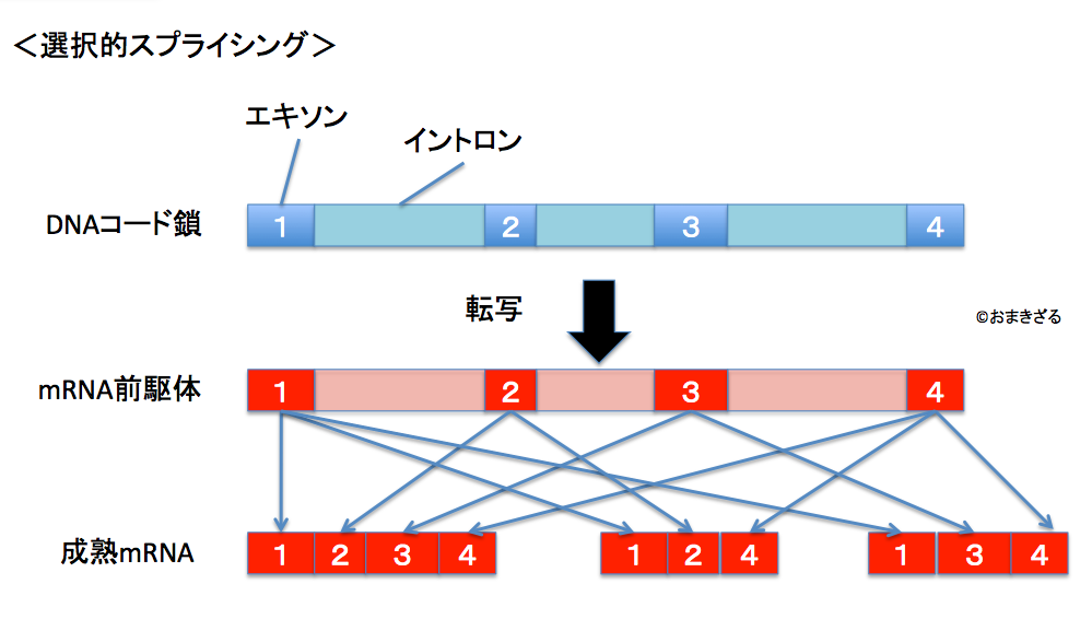 f:id:browncapuchin:20161021163325p:plain f:id:browncapuchin:20161021163325p:plain