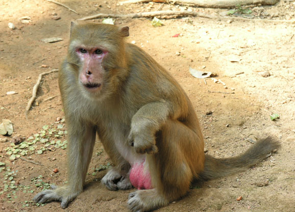 f:id:browncapuchin:20170224163103p:plain f:id:browncapuchin:20170224163103p:plain