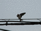 f:id:brunhilde:20060603173053j:image:small