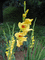 f:id:brunhilde:20060703200512j:image:small