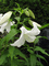 f:id:brunhilde:20060718121354j:image:small