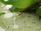 f:id:brunhilde:20060718121624j:image:small
