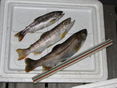 本日の両親の釣果