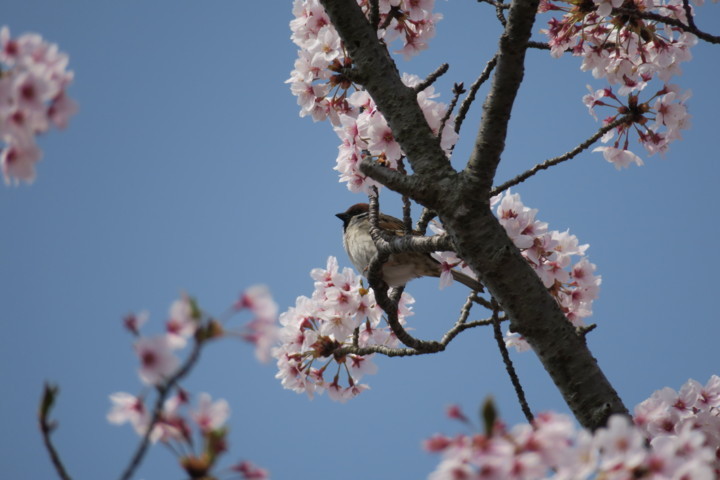 f:id:brunhilde:20180402184904j:image