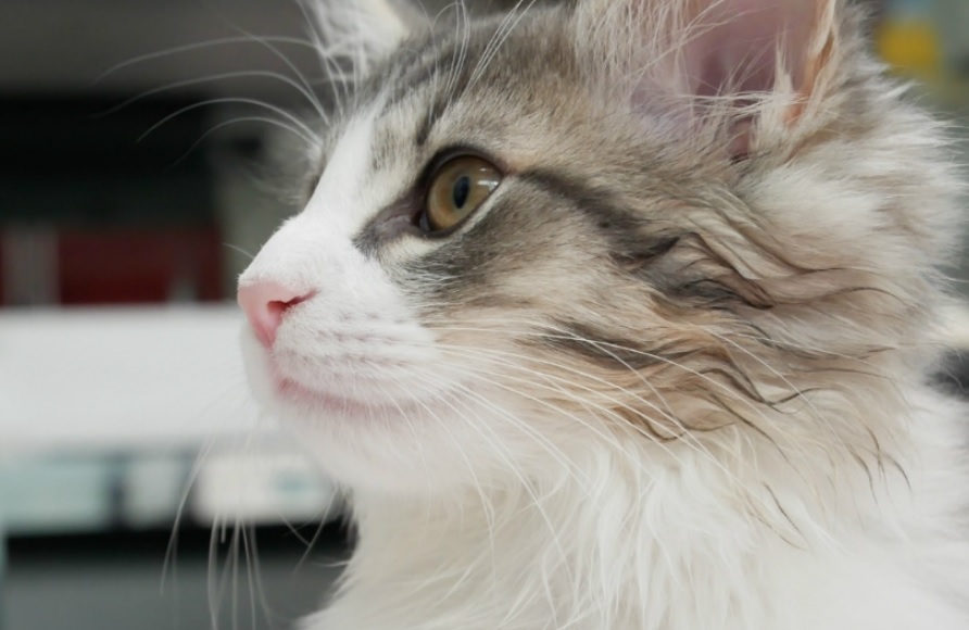 ノルウェージャンフォレストキャットのモモ ヘアスタイルを変えるの巻き にゃんこの世界