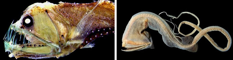 f:id:bryan0230:20180907224723p:plain