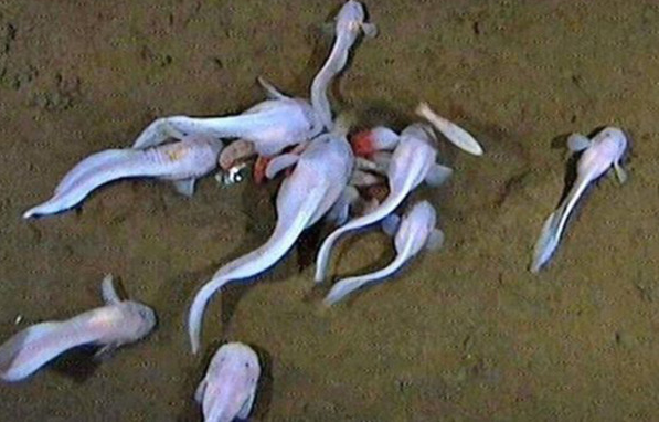 f:id:bryan0230:20180907224819p:plain