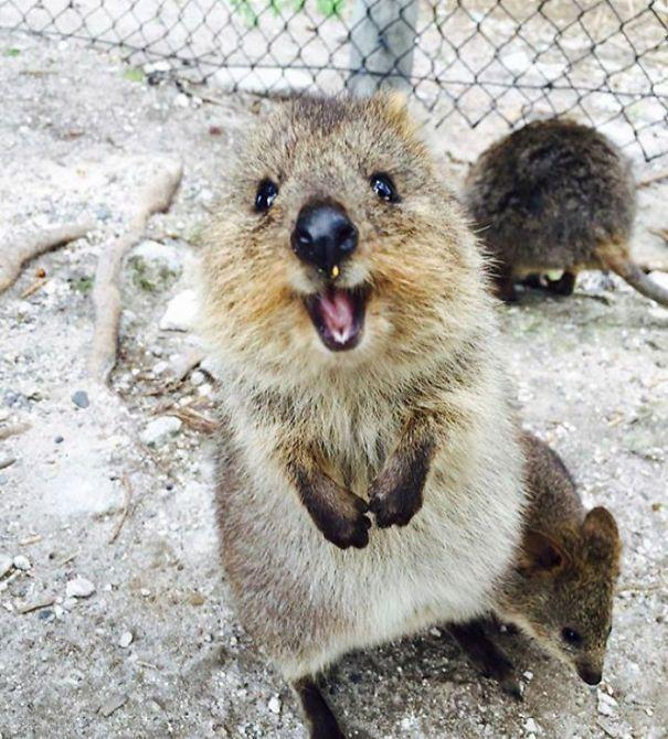 365日 笑う動物 周囲に幸せを伝播 電撃情報 365日 笑う動物 周囲に幸せを伝播 電撃情報