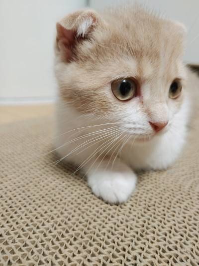 うちの末っ子の猫ゼリーです! - 🐱にゃんこの世界