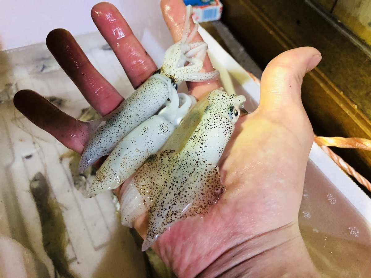 f:id:bryan_f:20190508221556j:plain f:id:bryan_f:20190508221556j:plain