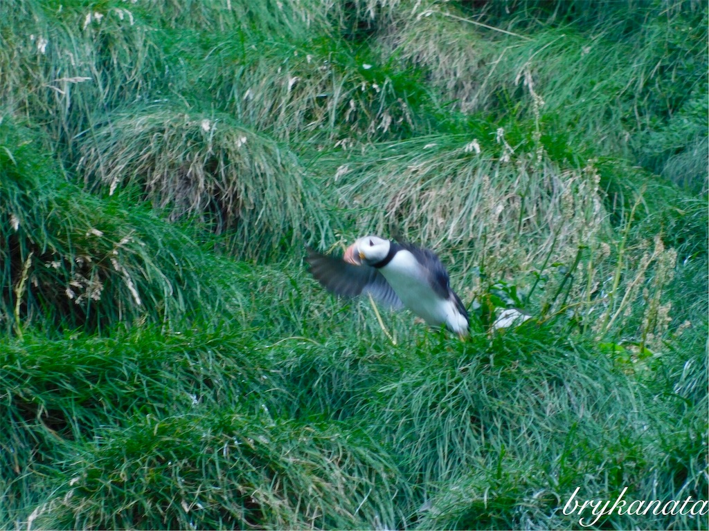 f:id:brykanata:20181126022049j:image