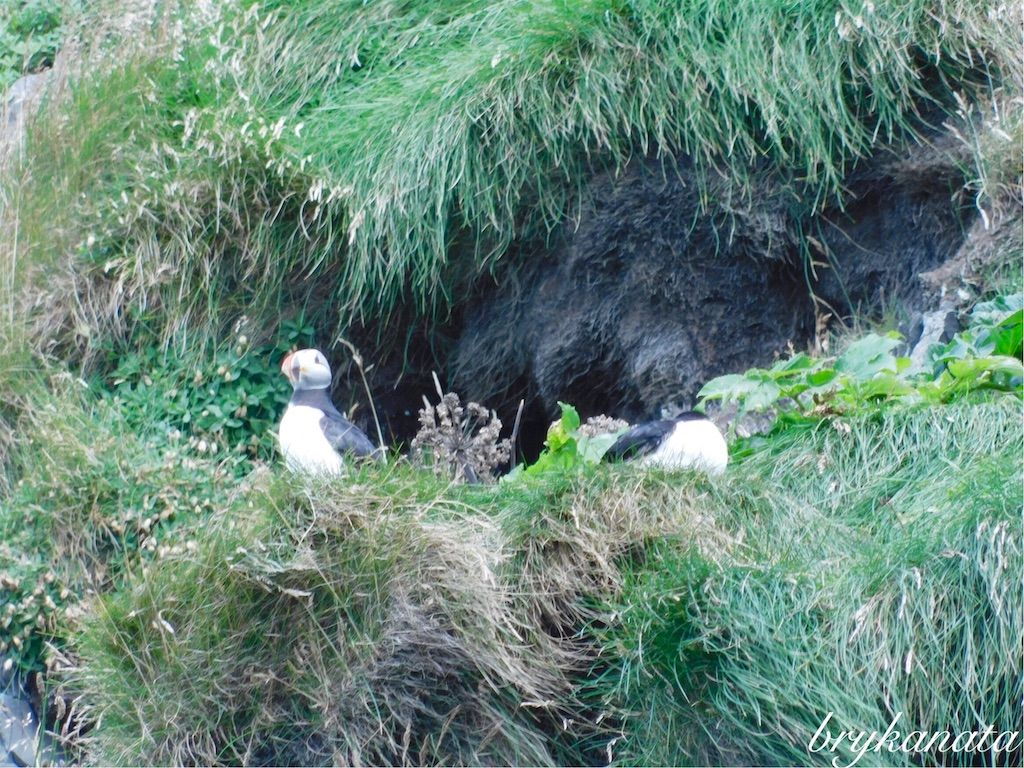 f:id:brykanata:20181126022100j:image