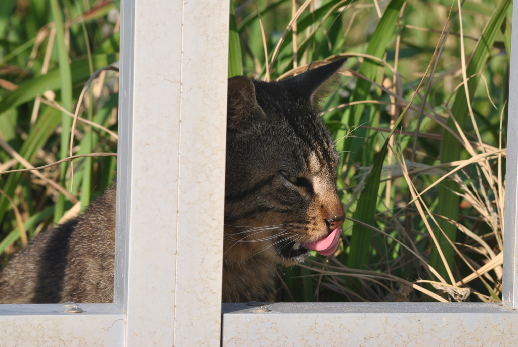 f:id:bsakana:20180520190642j:plain f:id:bsakana:20180520190642j:plain