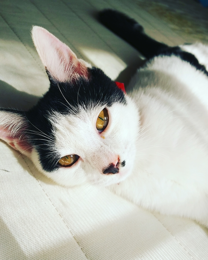 f:id:bsakana:20181003113530j:plain f:id:bsakana:20181003113530j:plain