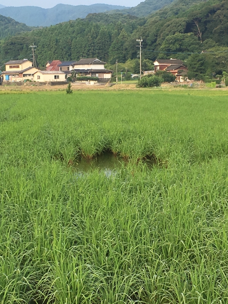 水稲 直播手法による成長具合 上天草市での農業主体の地域おこし活動