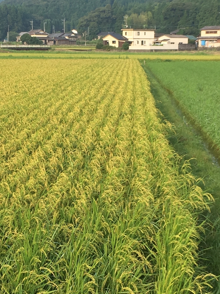 水稲 直播手法による成長具合 上天草市での農業主体の地域おこし活動