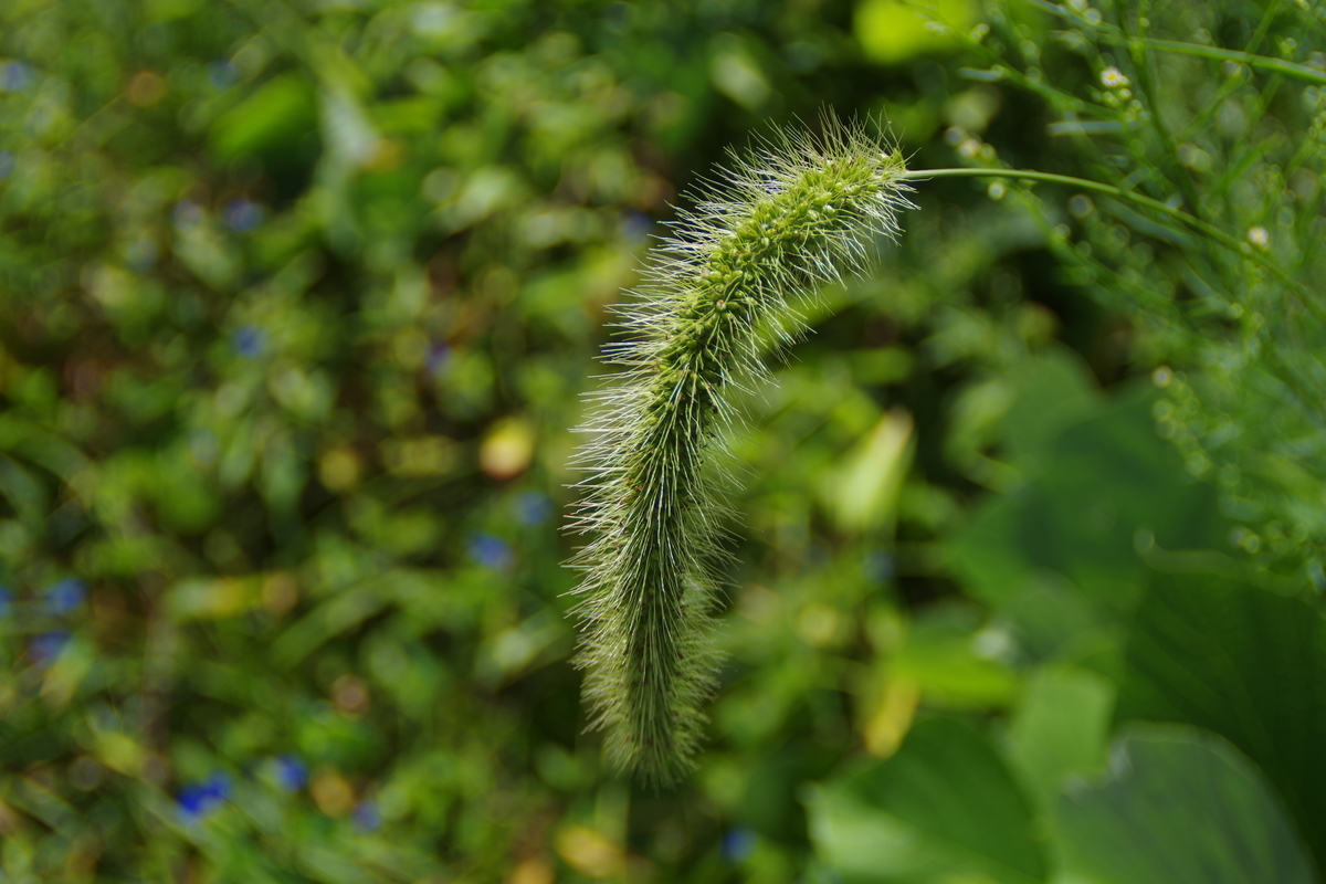 SUN MULTI WIDE 24mm F2.8 - 古レンズの風に吹かれて
