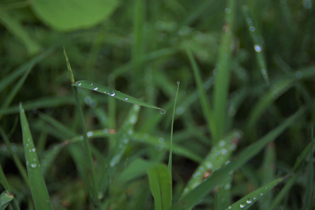SUN MULTI WIDE 24mm F2.8 - 古レンズの風に吹かれて