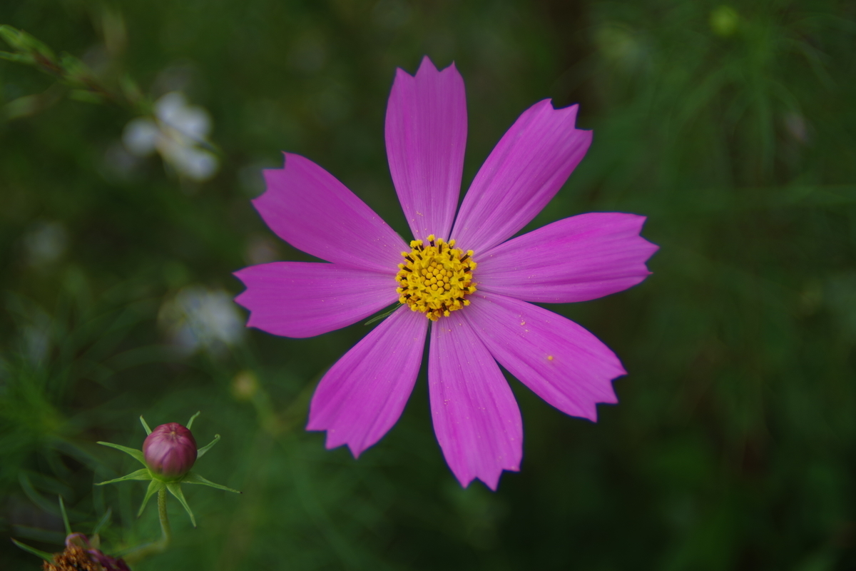 SUN MULTI WIDE 24mm F2.8 - 古レンズの風に吹かれて