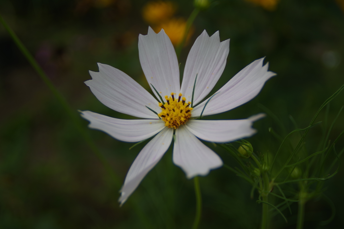 状態要確認　作例付き　SUN 24mm f2.8 管mpr 状態要確認 作例付き SUN 24mm f2.8 管mpr