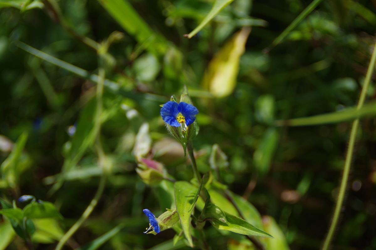 SUN MULTI WIDE 24mm F2.8 - 古レンズの風に吹かれて