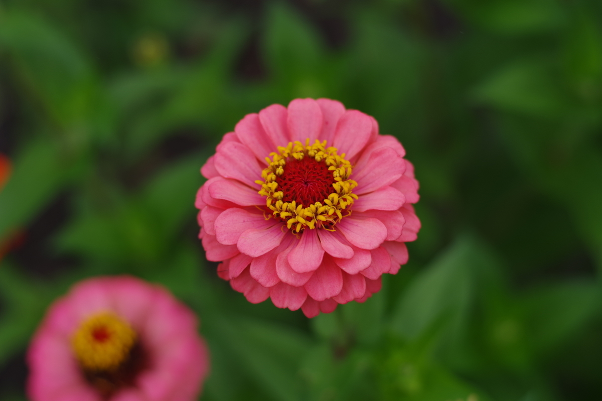 MC CIMKO 50mm F1.7 - 古レンズの風に吹かれて