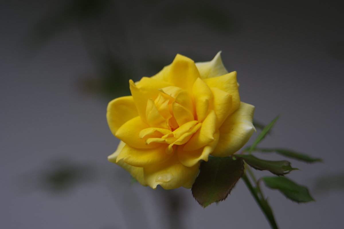 f:id:bsuga:20200907140113j:plain