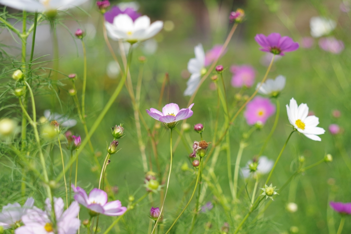 CARENAR 55mm F1.8 - 古レンズの風に吹かれて