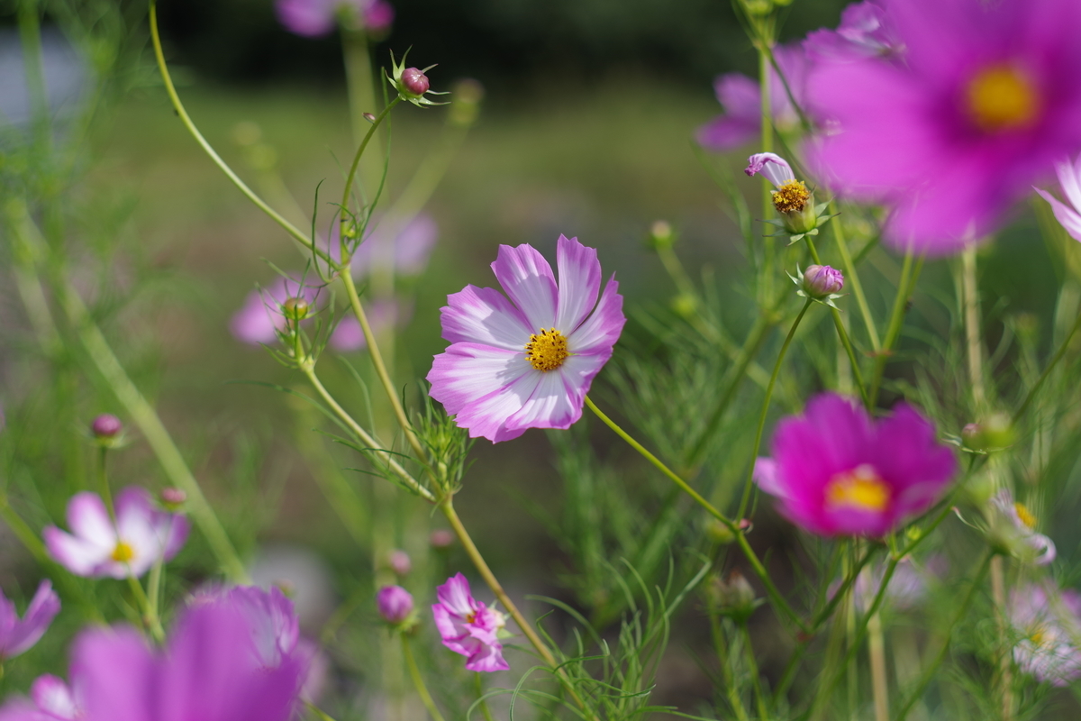 CARENAR 55mm F1.8 - 古レンズの風に吹かれて