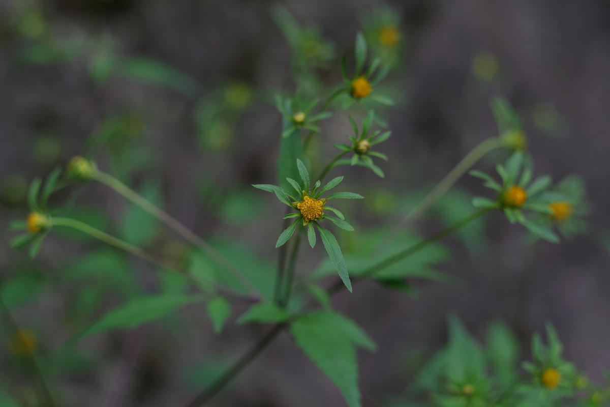 CARENAR 55mm F1.8 - 古レンズの風に吹かれて