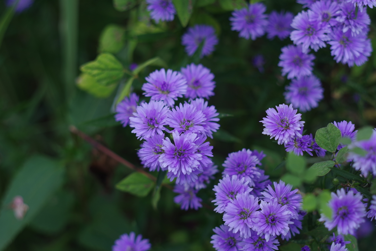 CARENAR 55mm F1.8 - 古レンズの風に吹かれて
