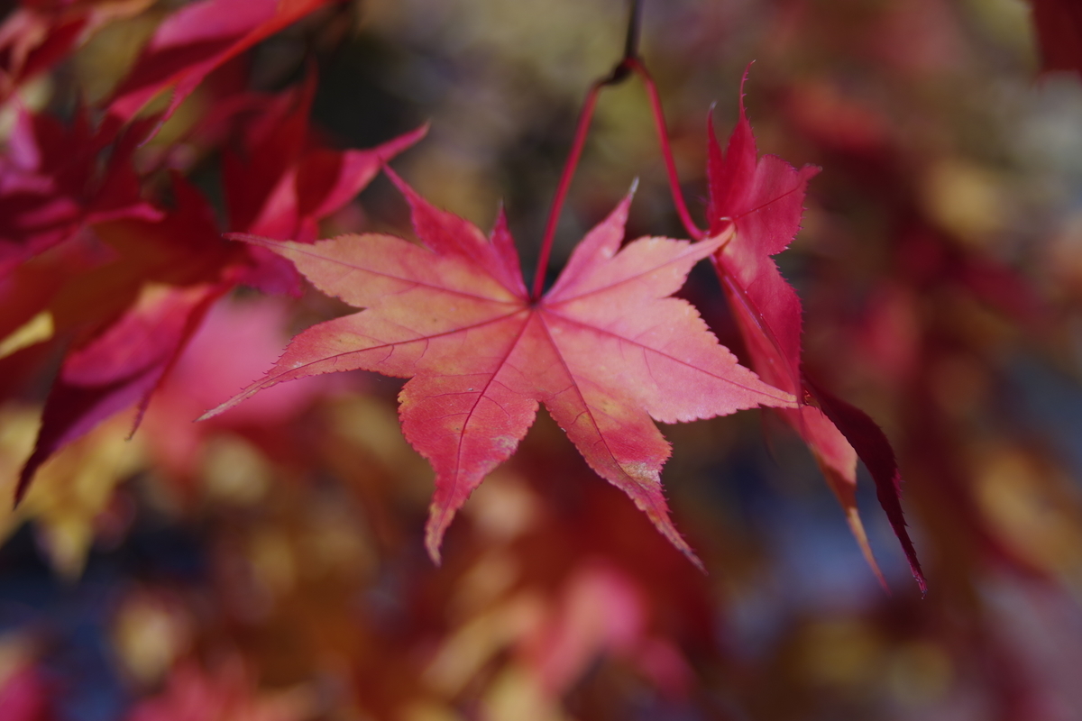 f:id:bsuga:20201101123556j:plain f:id:bsuga:20201101123556j:plain