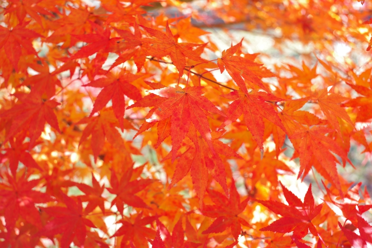 f:id:bsuga:20201108143707j:plain