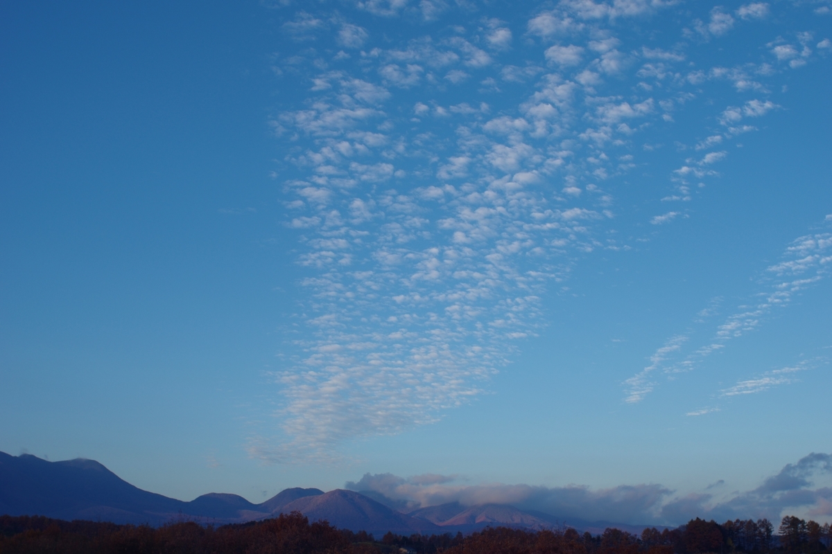 f:id:bsuga:20201108151404j:plain