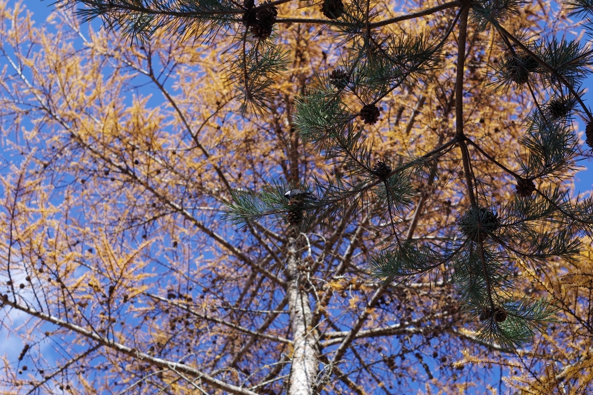 f:id:bsuga:20201116202848j:plain