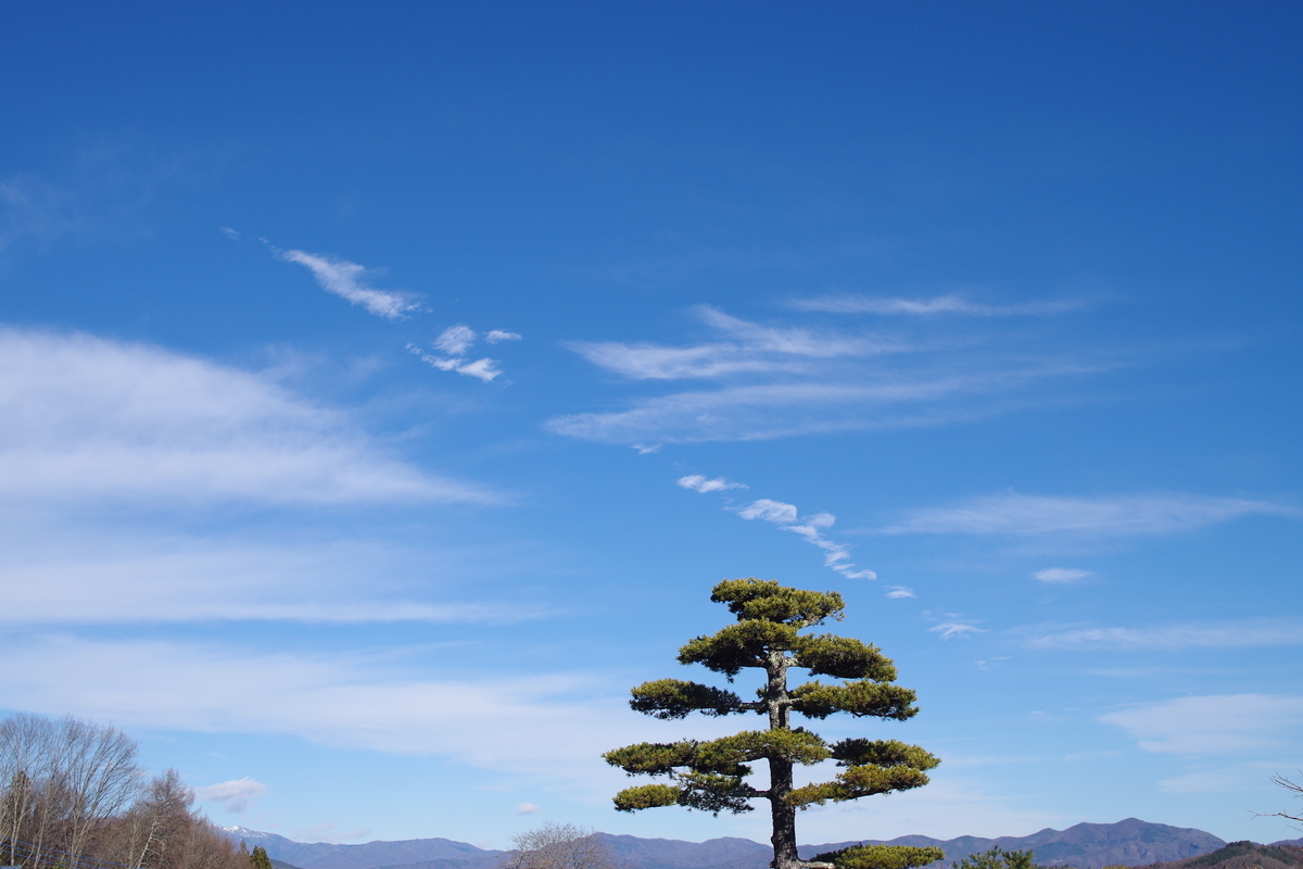 f:id:bsuga:20201211103753j:plain