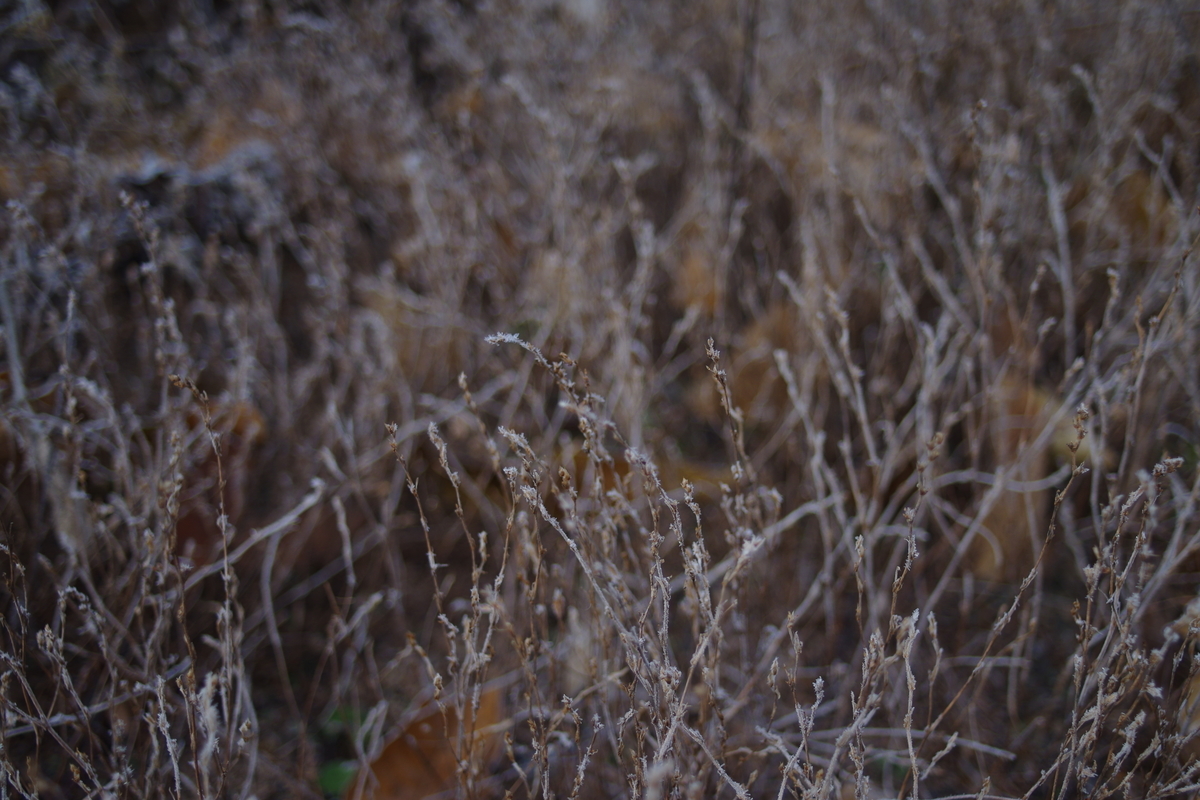 f:id:bsuga:20201211125025j:plain