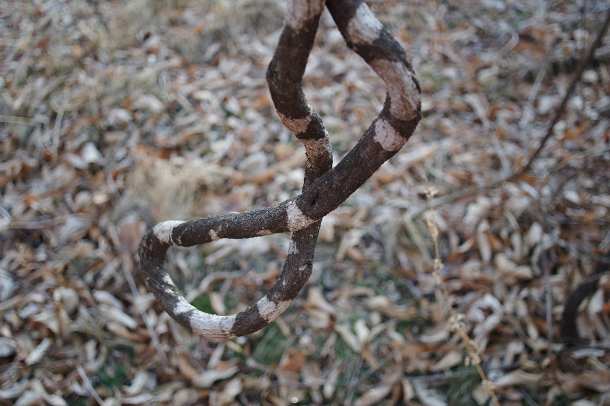 f:id:bsuga:20201227130048j:plain