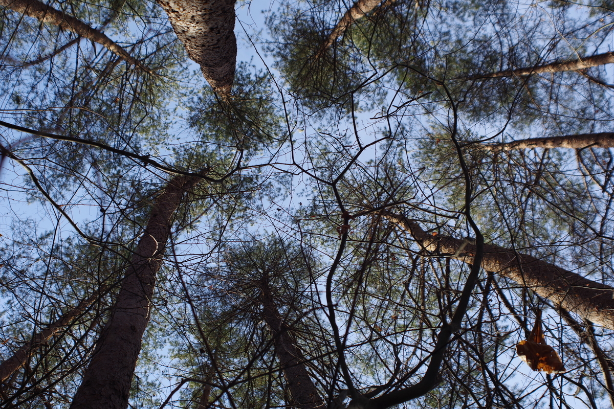 OSAWA MC 28-50mm F3.5-4.5 - 古レンズの風に吹かれて