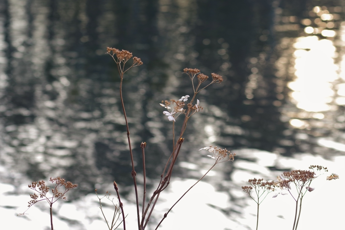 f:id:bsuga:20210303111833j:plain