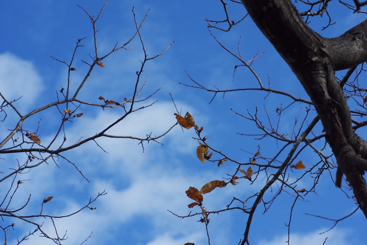 f:id:bsuga:20210309123621j:plain