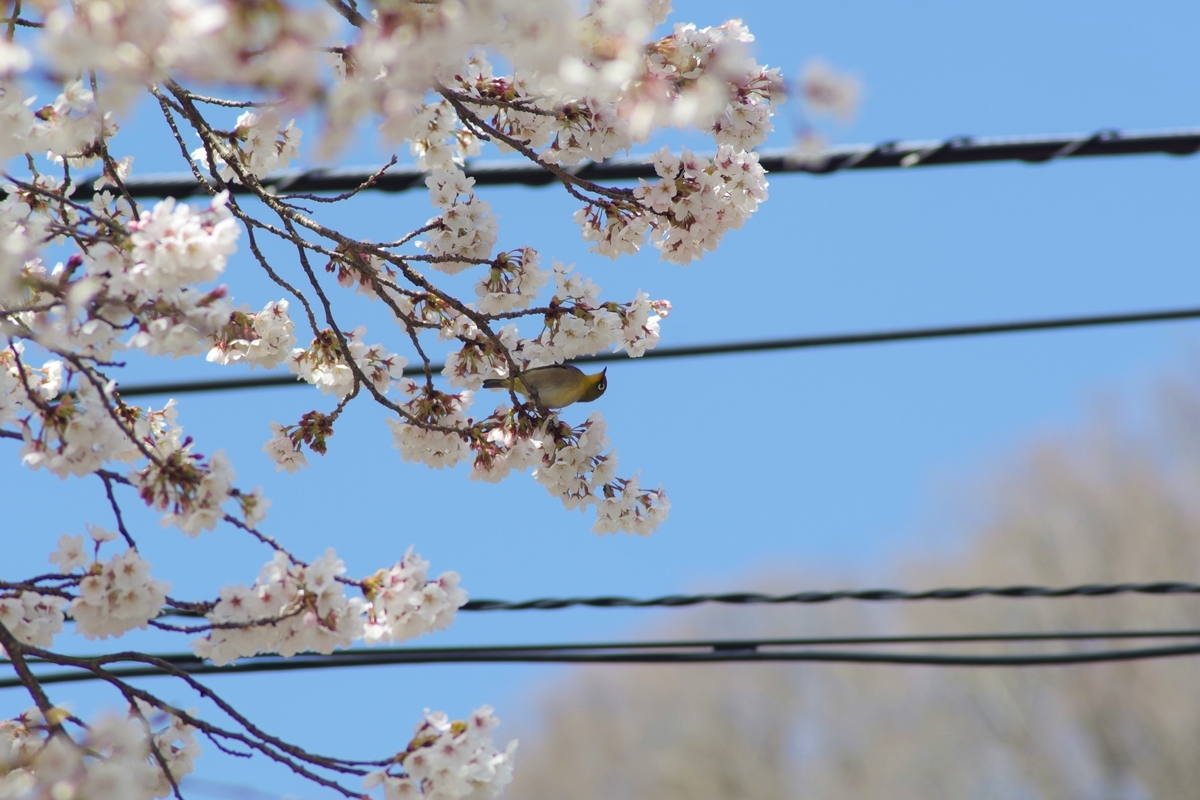 TAMRON 80-210mm F3.8-4 CF TELE MACRO 103A ADAPTALL2 - 古レンズの風