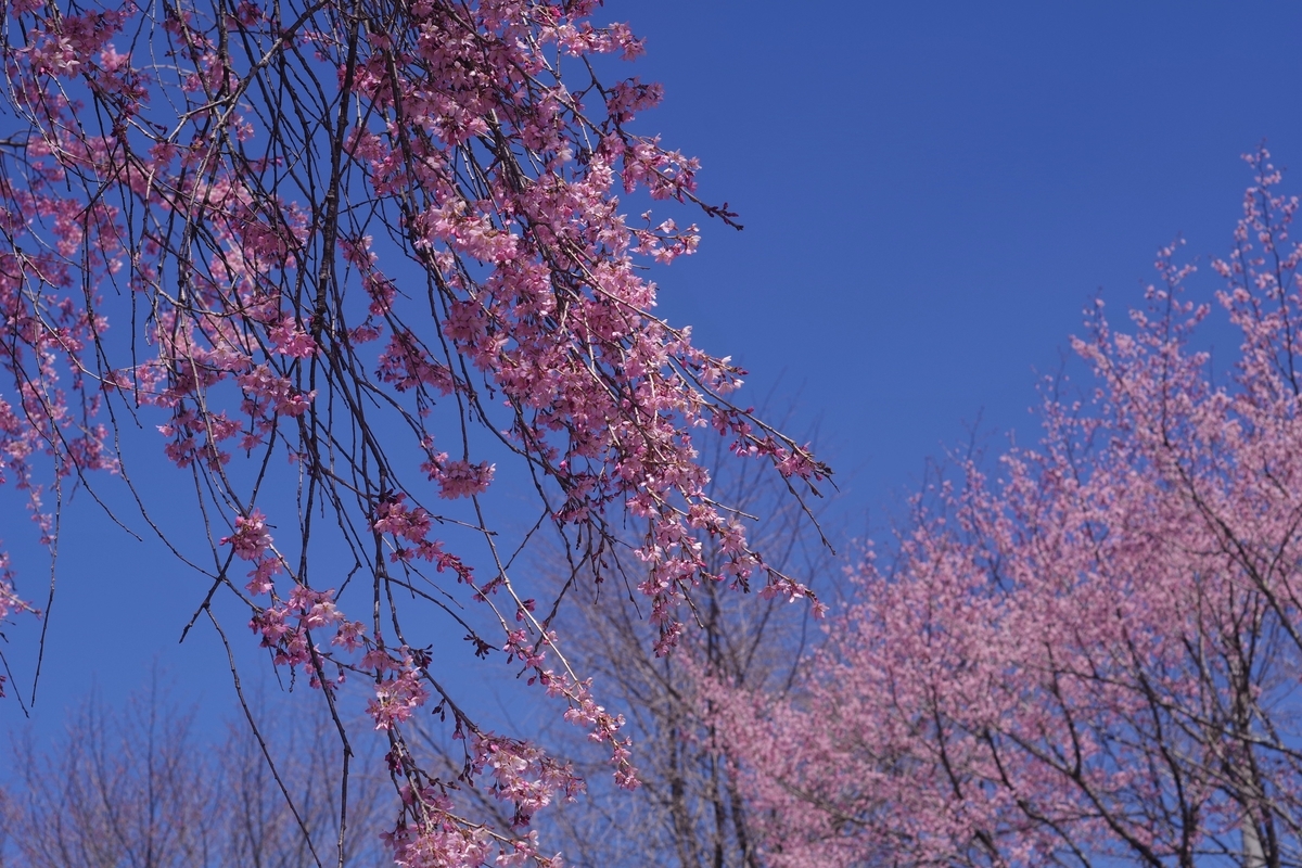 f:id:bsuga:20210422145153j:plain