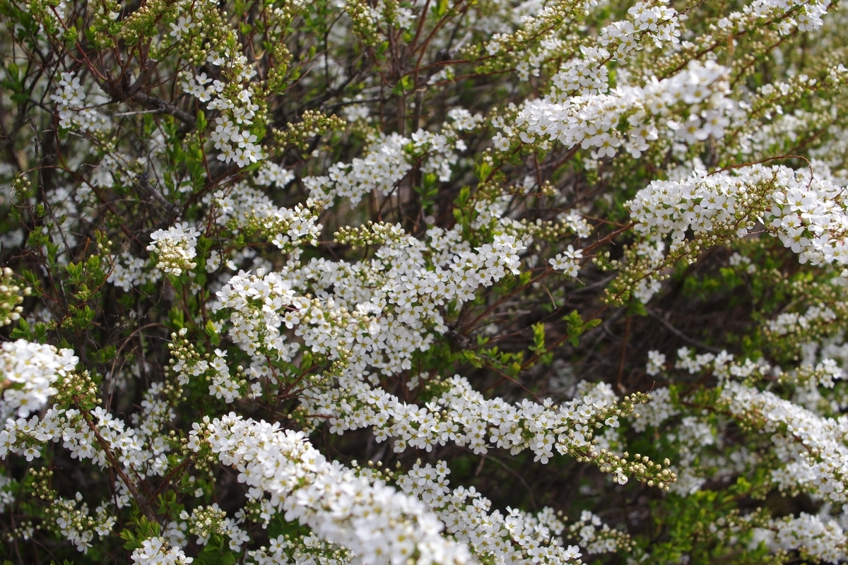 【美品】AUTO SICOR-XL MC MACRO 28mm f2.8 美品】AUTO SICOR-XL MC MACRO 28mm f2.8 - メルカリ