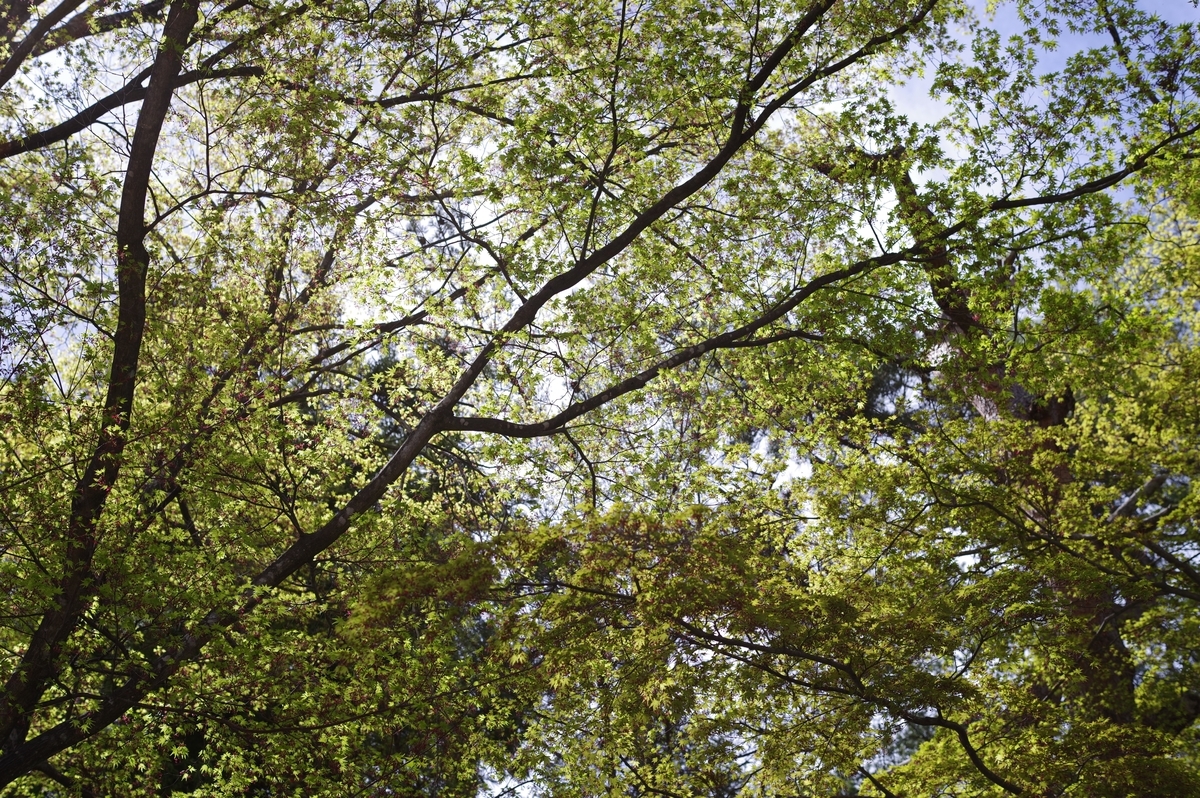 f:id:bsuga:20210506195544j:plain