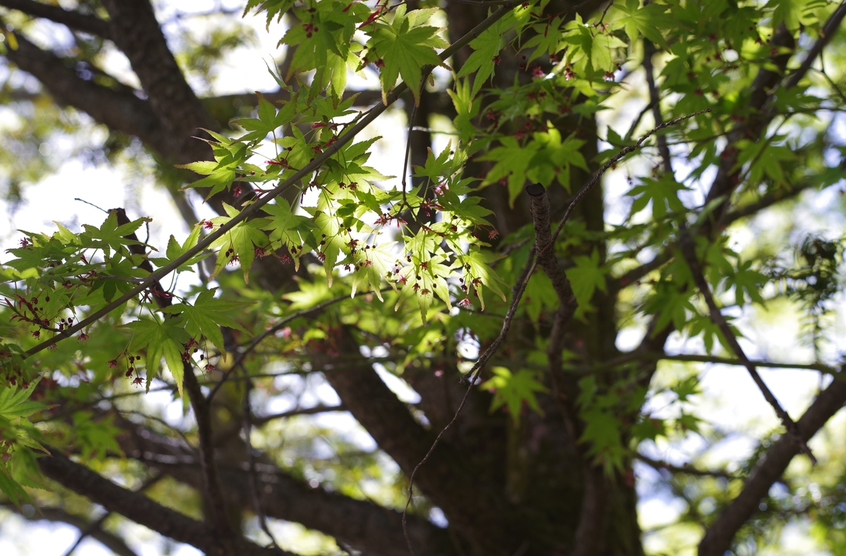 f:id:bsuga:20210506195806j:plain