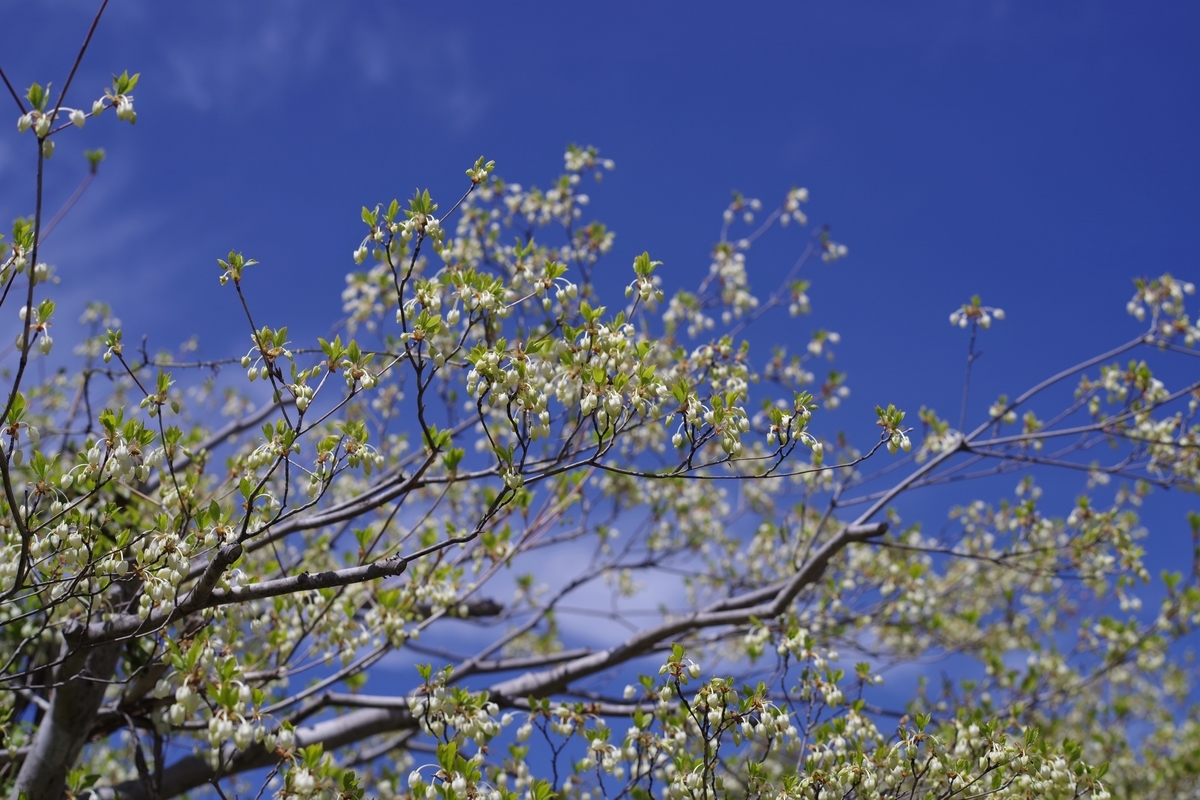 f:id:bsuga:20210506203309j:plain