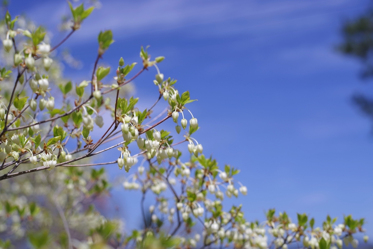 f:id:bsuga:20210506203541j:plain