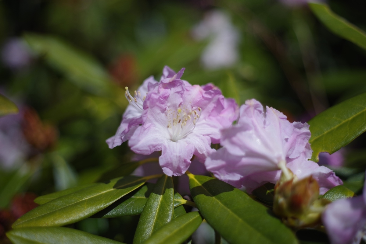 f:id:bsuga:20210507113125j:plain